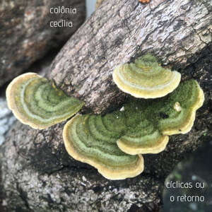 Cíclica Nº 6