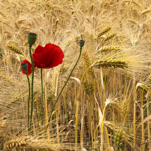 Geh aus, mein Herz, und suche Freud (Sommerlied)