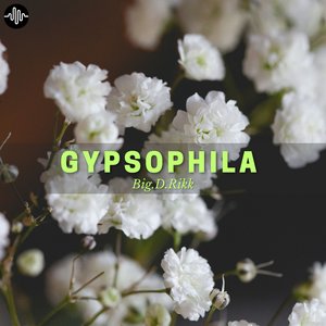 Gypsophila