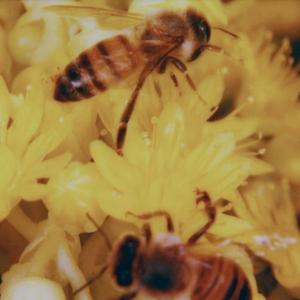 beez