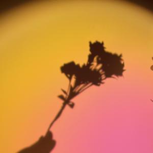 Ring Ring Ring（翻自 不是花火呀）