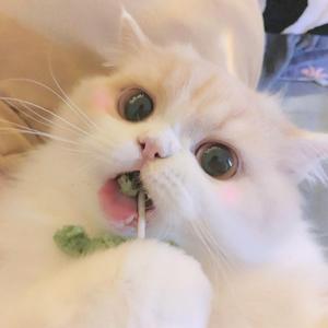 紫禁城里的似水流年（cover：黄诗扶）