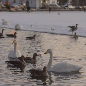 湖边思绪零落成