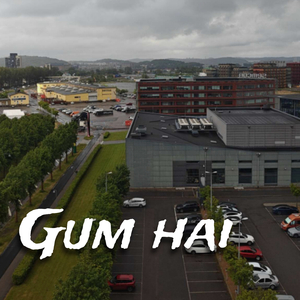 Gum hai