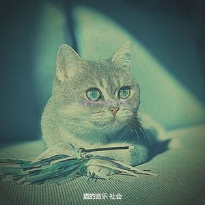 精彩压力大的猫环境