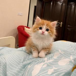 Purrfect Day (for cat lovers)