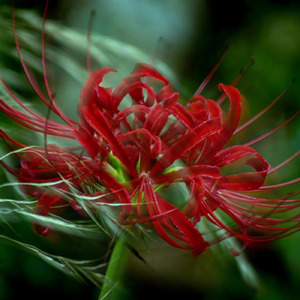 ヒガンバナ (feat. 花隈千冬)