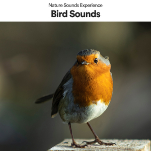 Waldgeraeusche für Kinder zum Entspannen