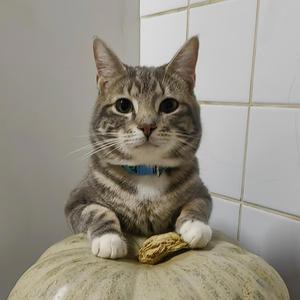 Die Vlakvark Kuierlied