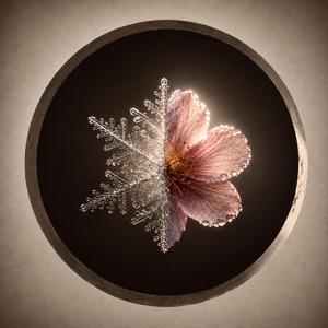 Melt Into Bloom