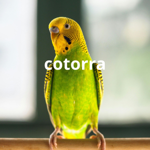 cotorra