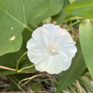 白色牵牛花