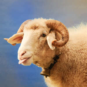 Sous les racines (Mit De Rabe)