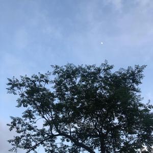 一棵会开花的树