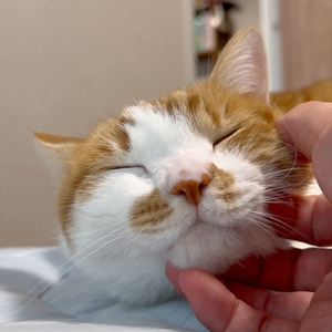 たくさん話しかけながら育った猫