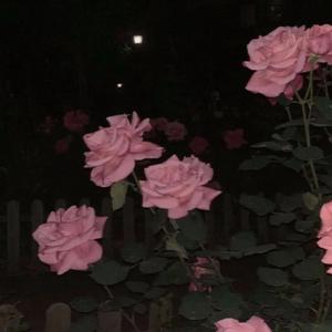 阿拉斯加海湾（cover：蓝心羽）