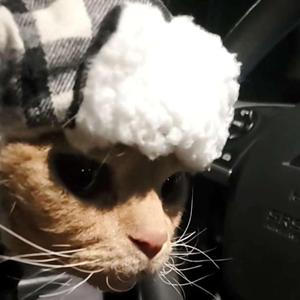 Driggers the Cinnamon Cat