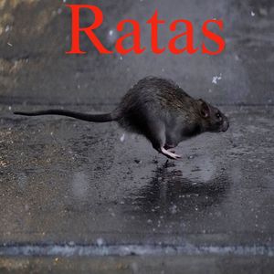 Ratas