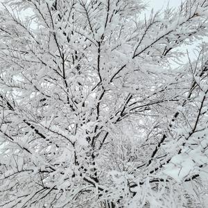 SANTAS Journey through the snowstorm