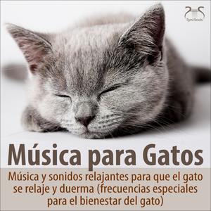 Música clásica para gatos: Aire en la cuerda de sol, Joh. Seb. Bach - frecuencias y melodías especiales para el gato
