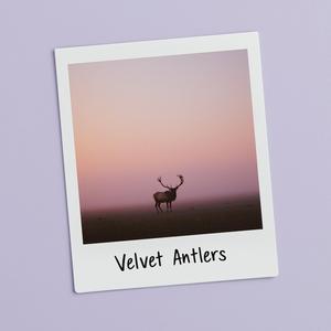 Velvet Antlers