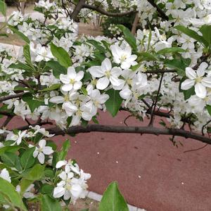 写给黄淮 xx翻唱（翻自 解忧邵帅）