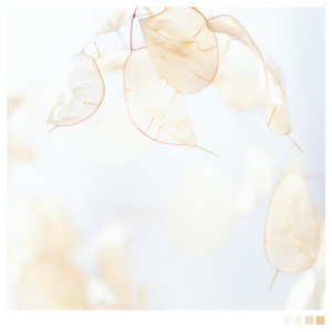 Lunaria