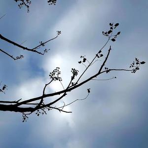 这城市风总是很大（Cover.枯木逢春）