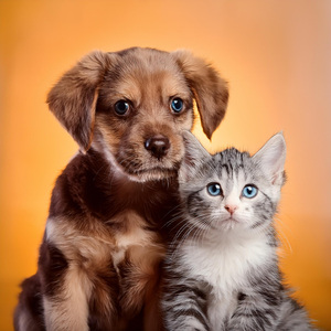 Pasos Musicales Suaves