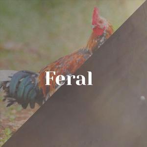 Feral