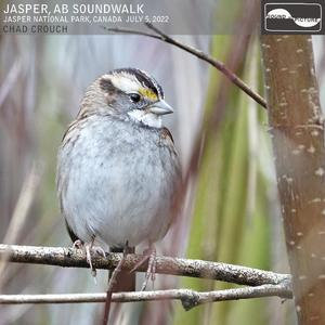 Part 16, White-throated Sparrow Tone.wav