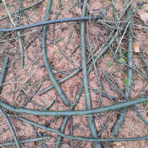 het vergelijken van appels met vijgen