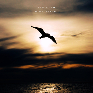 Bird Flight