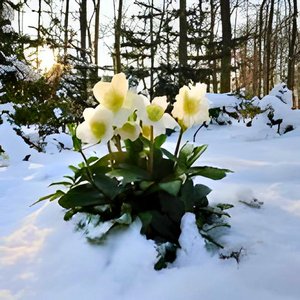 Christ Rose (Instrumental Version)
