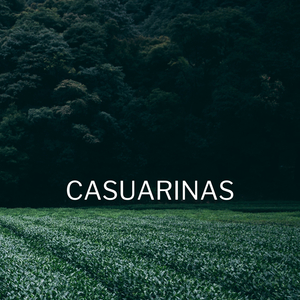 Casuarinas