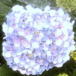 无尽夏(prod.by Morrow)