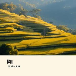 梯田