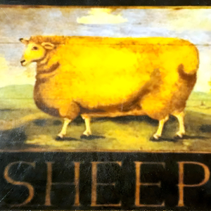 Sheep