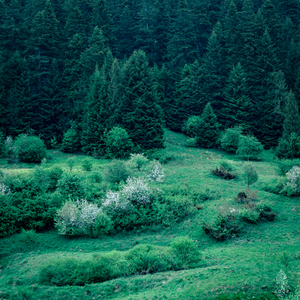 Ravel:Jeux D'eau M.30