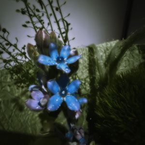 水性，扬花