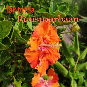 Ruusutarhaan