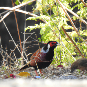 Jhim Jhimaune Aankha