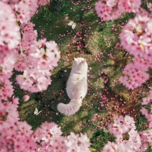 人间琴悠扬 姑娘把谁记心上 (琵琶曲)