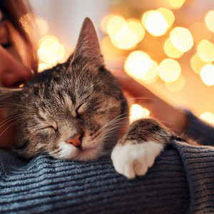Ritmo De Luz Para Gatos