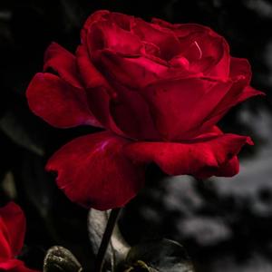 冥安起-她离开那时（授权版）（你的垚垚 remix）