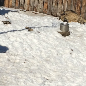 How To Play "Four Thing"