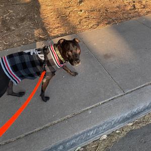 Frisbee (feat. Zeus)