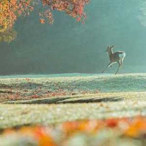 阿桑-一直很安静（remix）（Jahselekk remix）