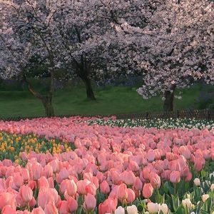 浪漫邂逅【片段版】