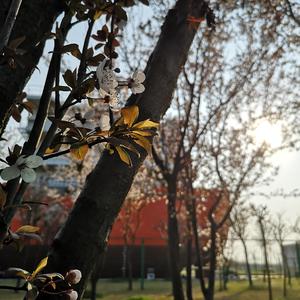 关忆北（翻自 宋冬野）